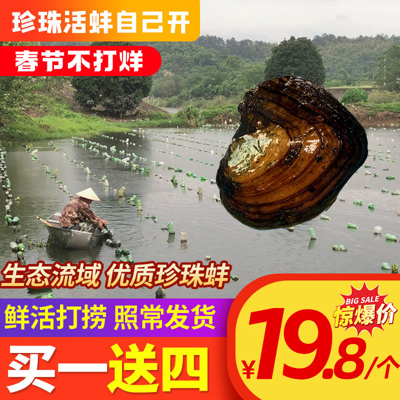 天然淡水珍珠蚌自己开壳活体河蚌爱迪生取珍珠单珠多珠蚌鲜活包邮