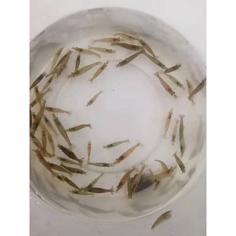黑壳虾活体观赏虾 草虾 工具虾 鱼儿虾草缸除藻虾 黄金蚬 小河蚌