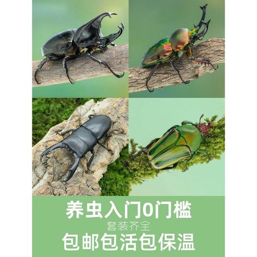 牧野虫社独角仙彩虹锹甲甲虫活体爬宠昆虫宠物幼虫姬兜花金龟