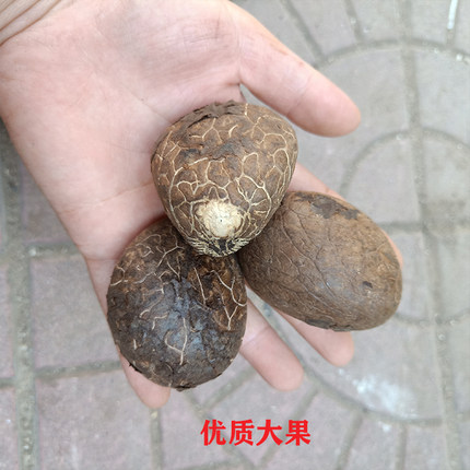 现货象牙果清仓特价大果白果精致原料果原果论斤雕刻手把件健身球