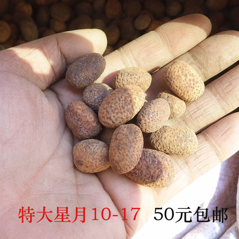 金蝉子海南元宝籽星月菩提包邮