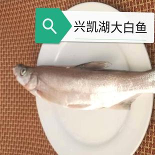 25年11月俄罗斯密山兴凯湖大白鱼翘嘴红鲌鲜冻无冰天然珍品淡水