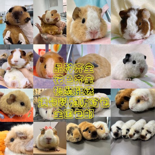 科学繁育进口荷兰猪豚鼠卡皮巴拉加州美泰泰加英短长顺冠毛168起