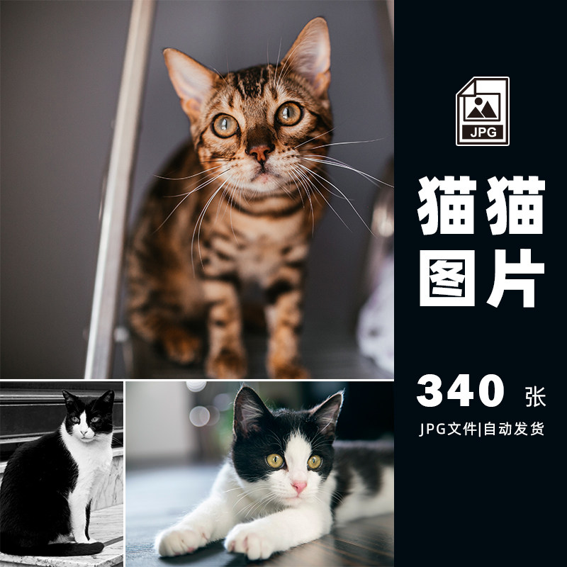 猫咪宠物JPG高清图片豹猫美短加菲橘猫配图素材打包下载-806