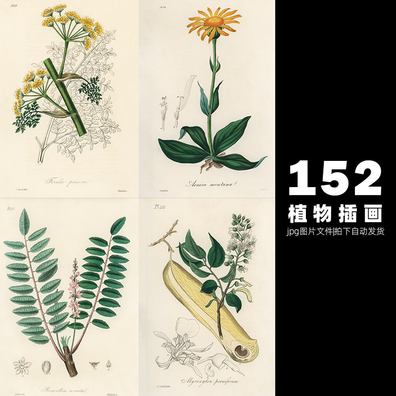 植物手绘作品Medical Botany手绘稿JPG文件设计素材打包下载-601
