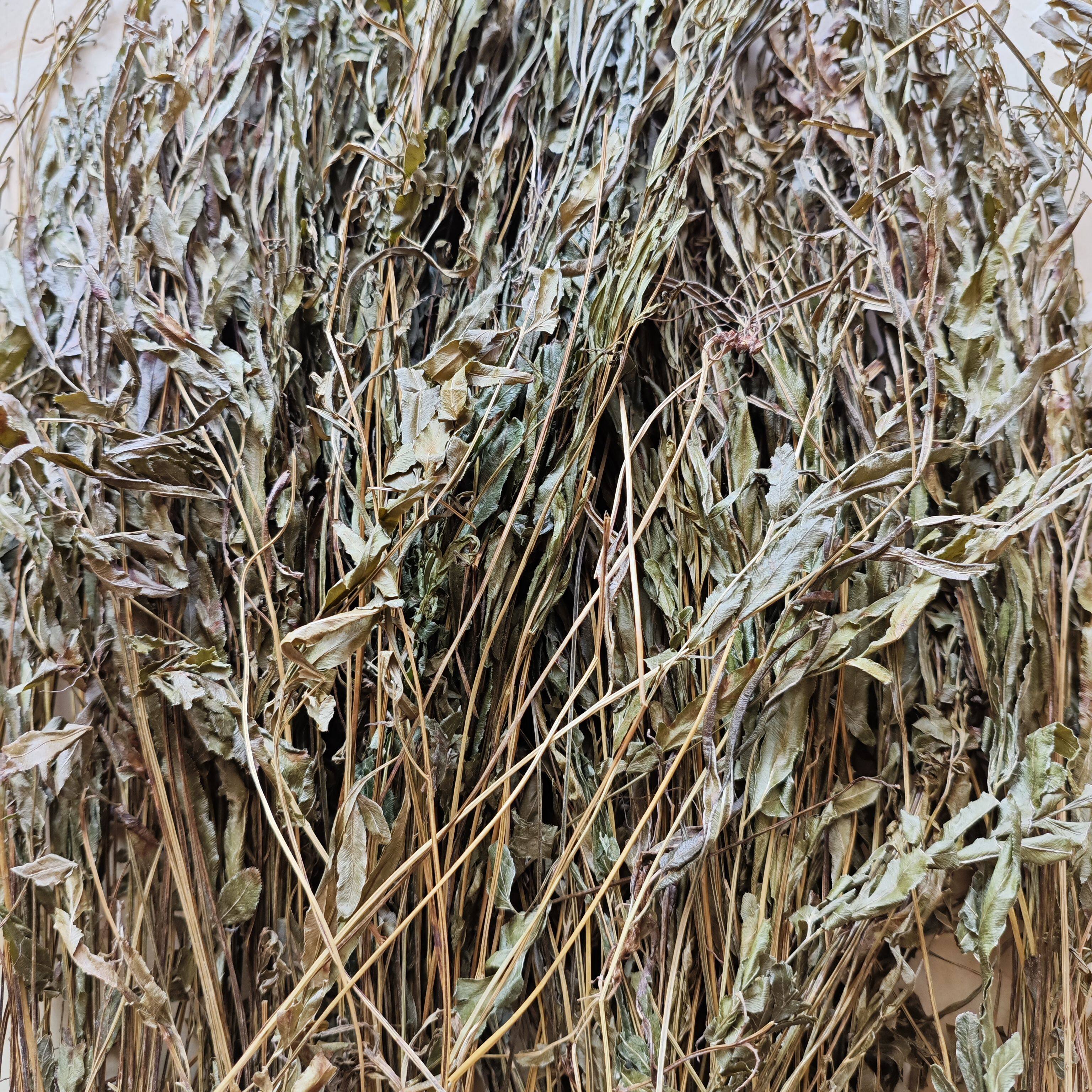 中药材大山凤尾草鸡爪草鸡脚草新鲜晒干凤凰草金鸡尾井栏草金鸡尾