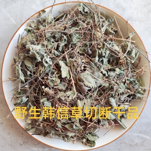 中药材福建野生韩信草大力草金茶匙新鲜晒干天然正品