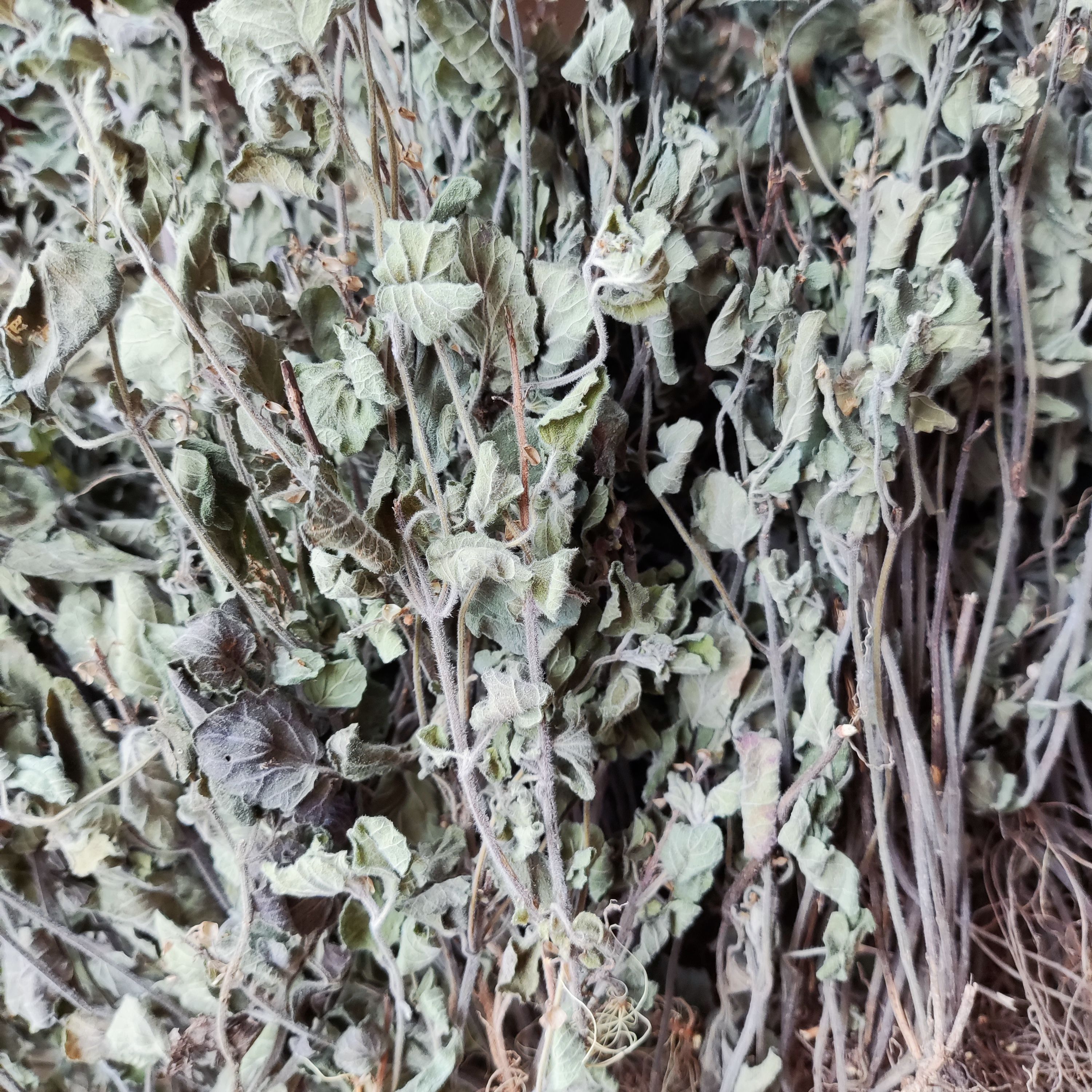 中药材福建野生韩信草大力草金茶匙新鲜晒干整棵全草天然正品