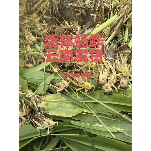 全公蚂蚱活虫东亚飞蝗包邮蚱蜢油炸鲜草养殖虫四龄虫全母蚂蚱