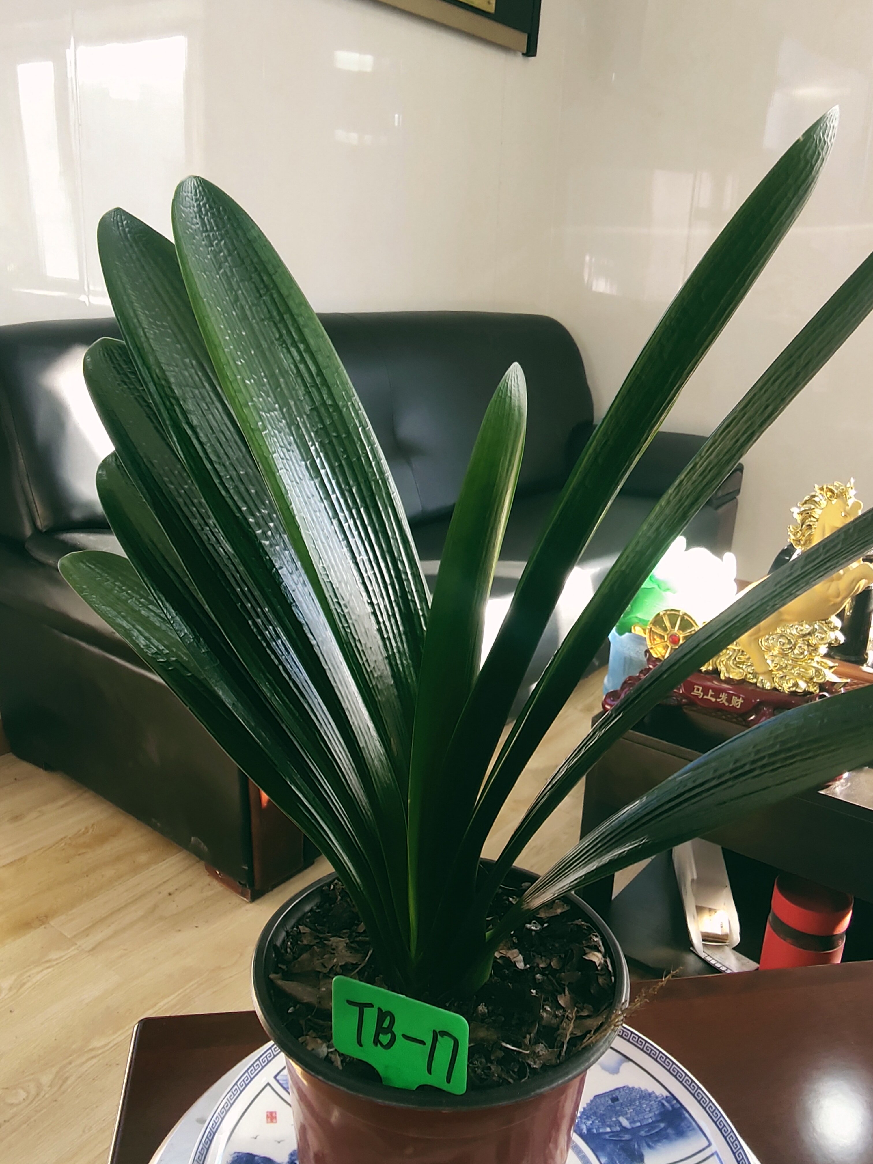 绿植直播四季观叶盆栽小苗包邮