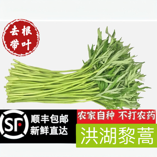 现摘藜蒿新鲜芦蒿野生洪湖泥蒿篱蒿湖北特产泥耗黎耗时令蔬菜包邮