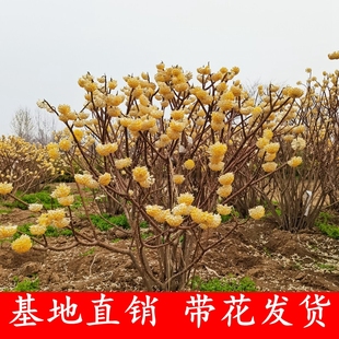 结香树苗丛生结香苗庭院园林绿化结香花苗木金腰袋打结花浓香植物