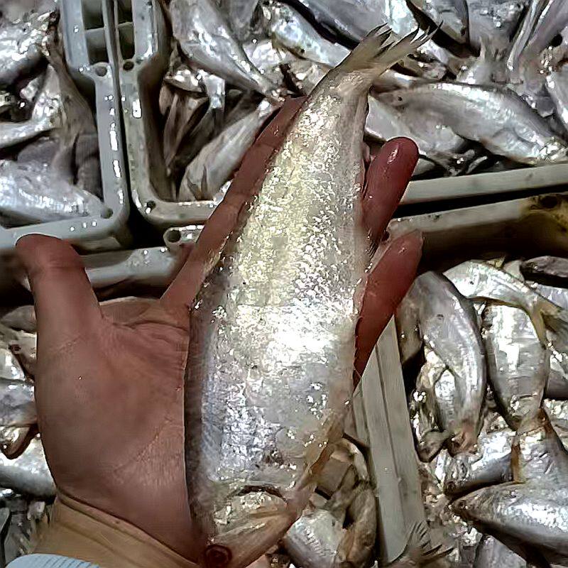 【顺丰】新鲜纯黄鲫鱼毛扣鱼油扣油炸香煎酥脆实惠海鲜