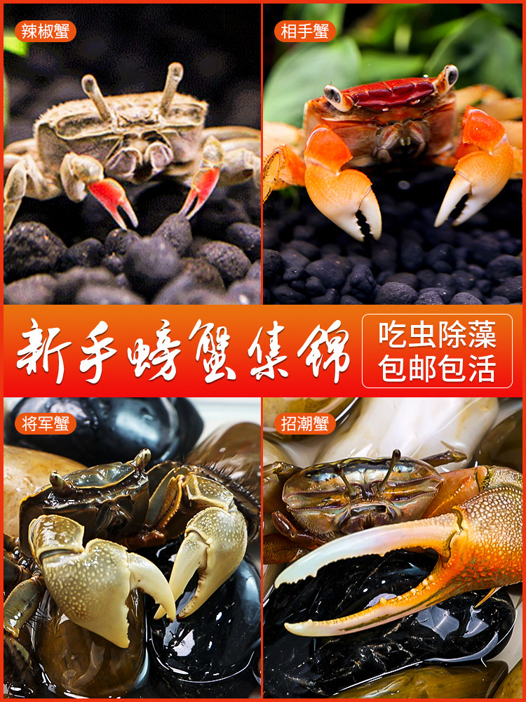 迷你辣椒蟹相手蟹将军蟹招潮蟹活体宠物螃蟹鱼缸观赏蟹吃虫除藻蟹