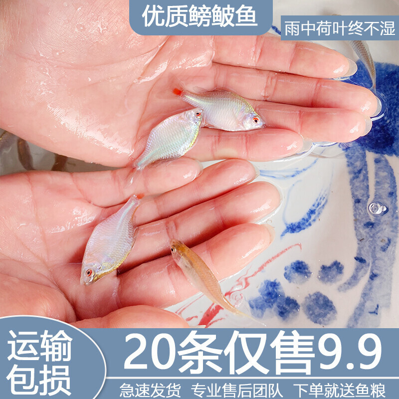 鳑鲏鱼观赏鱼冷水鱼淡水鱼原生鱼七彩旁皮鱼高体小型鳑鲏鱼菜板鱼