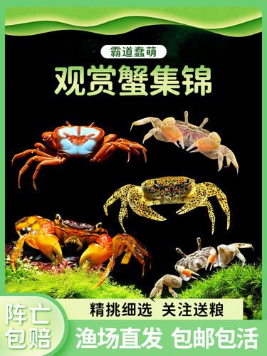 包邮迷你辣椒蟹深水蟹观赏蟹恶魔蟹豹点蟹相手蟹蝴蝶蟹淡水螃蟹