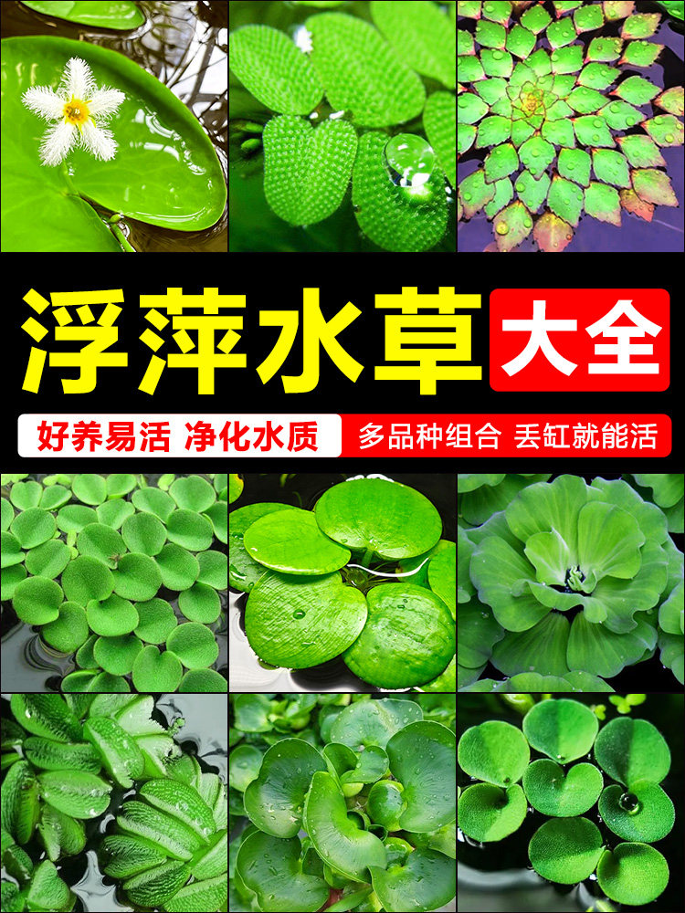 浮萍水草植物鱼缸造景冒泡水培一叶莲水芙蓉水葫芦睡莲净水真水草