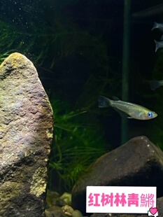 新款红树林青鱂桂系青鱂弓背原生鱼耐寒耐热群游蓝眼睛幽灵除油膜