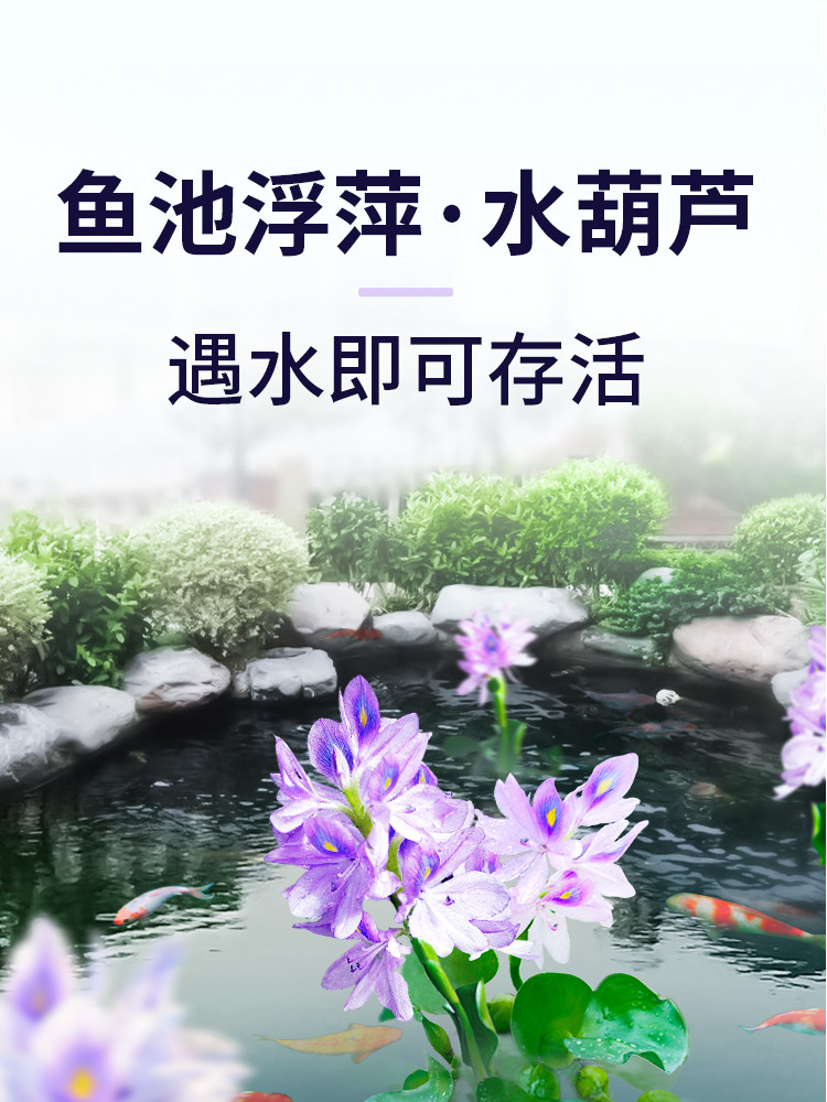 水葫芦浮萍水草鱼缸鱼池水上植物和鱼共养冒泡净化水质养鱼水芙蓉