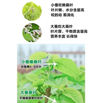 西安同城11点前下单当日达学生蚕宝宝天然食物桑叶新鲜嫩现摘现发