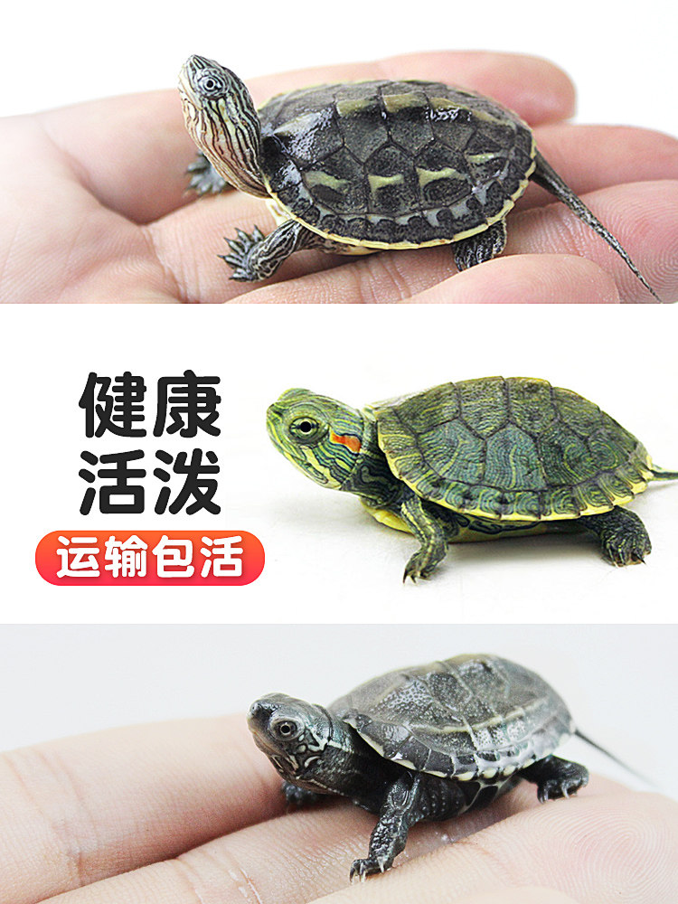 中华草龟小乌龟活体巴西幼苗龟宠物水龟金线龟活物龟墨龟草龟苗花