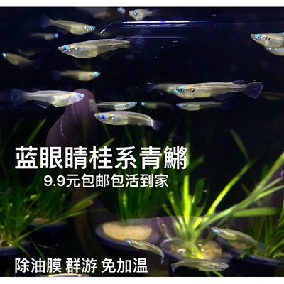 原生小型上层鱼蓝眼幽灵灯鱼桂系青鱂除油膜冷水群游溪流观赏鱼