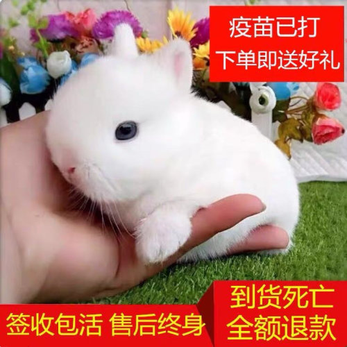 宠物活物小型好养宿舍道奇侏儒兔子茶杯体迷你凤眼海棠猫猫垂耳兔