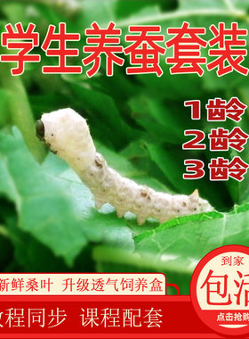蚕宝宝学生养蚕套装新鲜桑叶爬行活蚕好养七彩天然彩蚕春蚕卵包邮