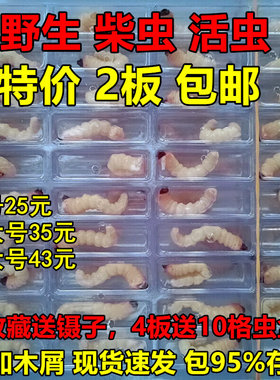 中大号柴虫活体天牛幼虫青冈虫老松木虫子板板虫50只鲜活画眉鸟食