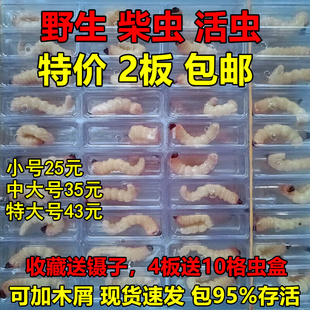 中大号柴虫活体天牛幼虫青冈虫老松木虫子板板虫50只鲜活画眉鸟食