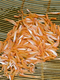 红眼鳕鱼鱼苗可观赏鱼广温性淡水鱼苗鱼塘养殖可食用鱼草鱼习性