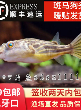 斑马河豚鱼宠物热带观赏鱼淡水精品斑马狗头毛毛狗头鱼苗活体包损
