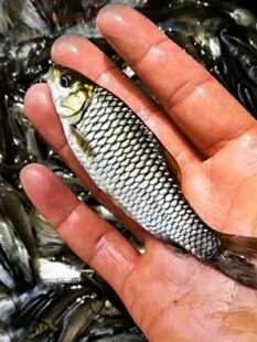 清波鱼苗淡水养殖食用四川本地稀有高端活物青板中华倒刺鲃乌鳞鱼