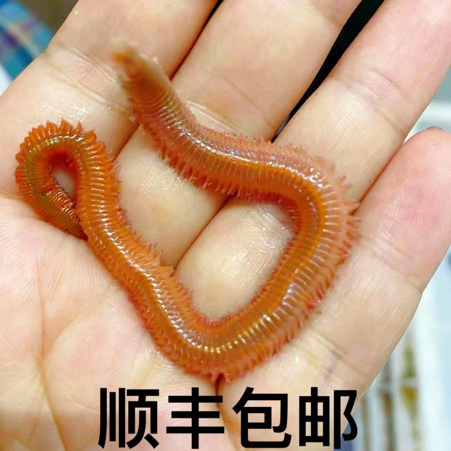 顺丰包邮活沙蚕活饵海钓红青虫海蜈蚣饵盒鲈鱼海蚂蝗蚯蚓钓鱼饵料,户外/登山/野营/旅行用品,活饵/谷麦饵等饵料,淘宝优惠券,粉丝福利购,淘宝优惠卷