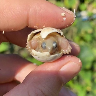 小乌龟蛋可孵化套装受精火焰麝香草龟蛋金钱龟蛋巴西龟蛋麝香食用