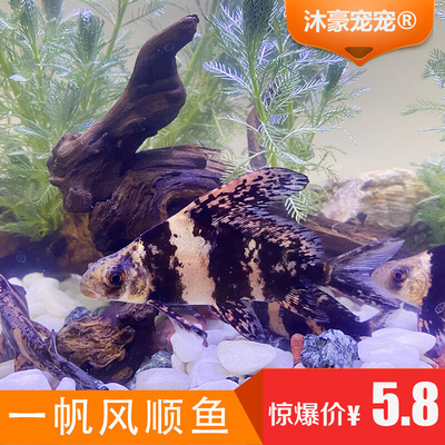 观赏鱼冷水鱼清道夫一帆风顺鱼活体鱼缸清洁中大型工具鱼好养的鱼