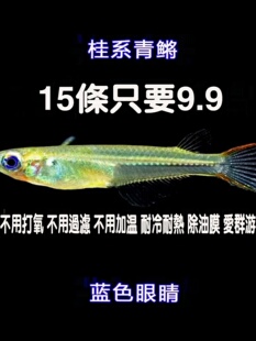 观背桂系青鳉蓝眼群游易养免打氧原生鱼除油膜淡水冷水鱼登灯鱼