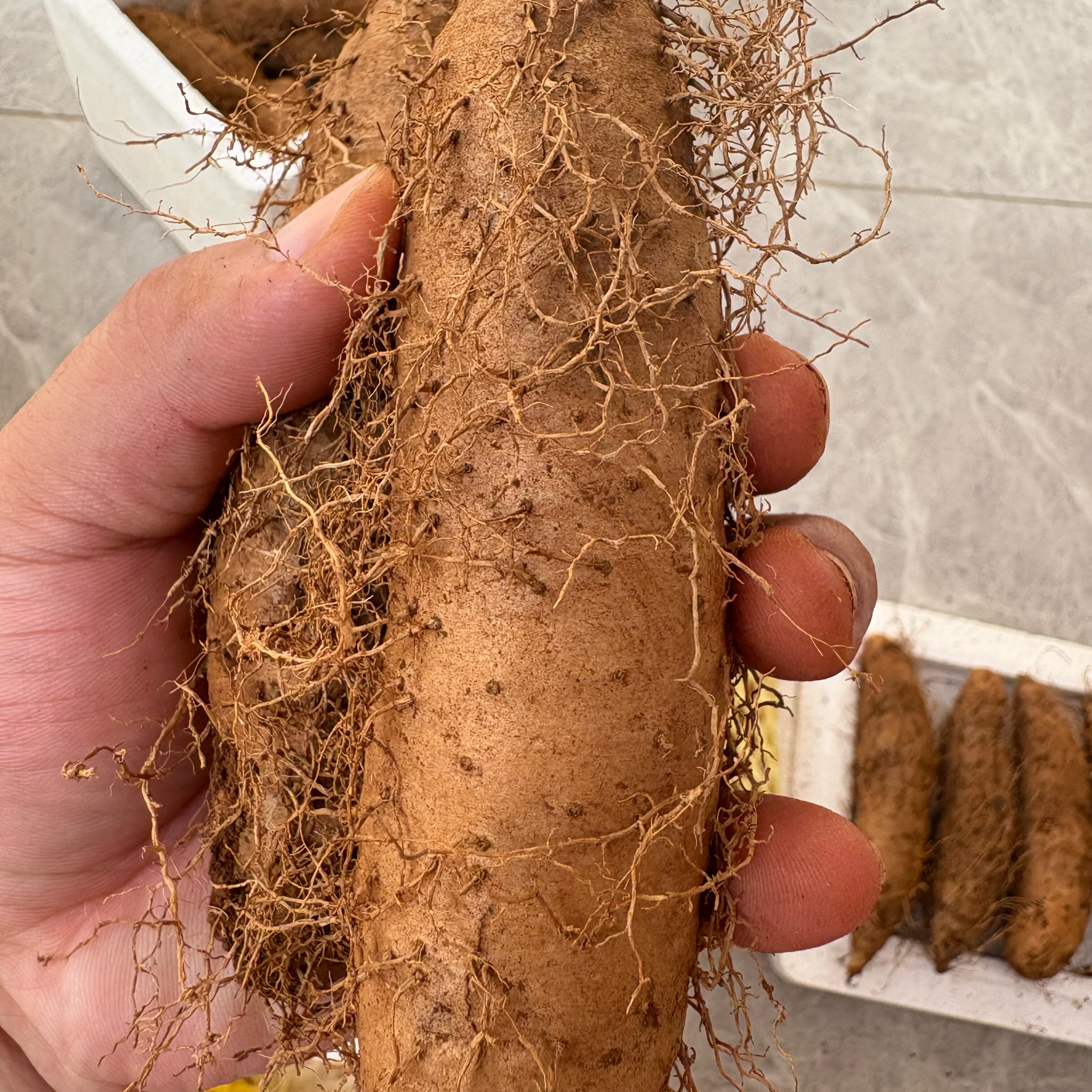 新鲜现挖现发湛江自产自销新鲜毛薯脚板薯现挖现发粉糯清香