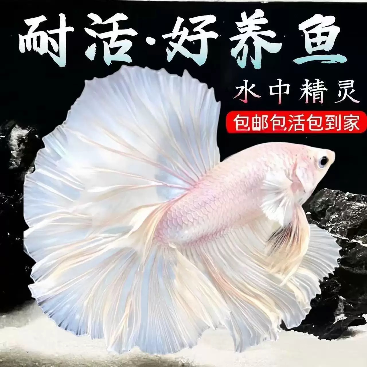 泰国斗鱼月半观赏鱼活体赛级品种好养耐活小型热带观赏鱼无需打氧