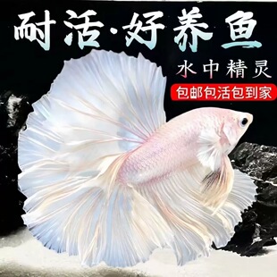 泰国斗鱼月半观赏鱼活体赛级品种好养耐活小型热带观赏鱼无需打氧