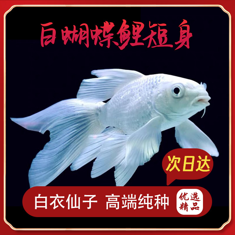 观赏鱼蝴蝶鲤小鱼活体短身球体狮头贵妃锦鲤白色纯种大尾鲤鱼活体