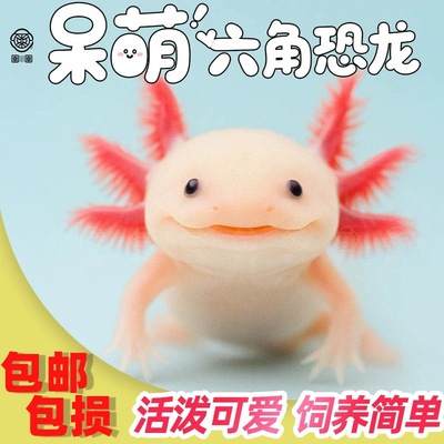 【包活包损】六角恐龙鱼蝾螈活物冷水淡水鱼宠物鱼观赏鱼好养耐活