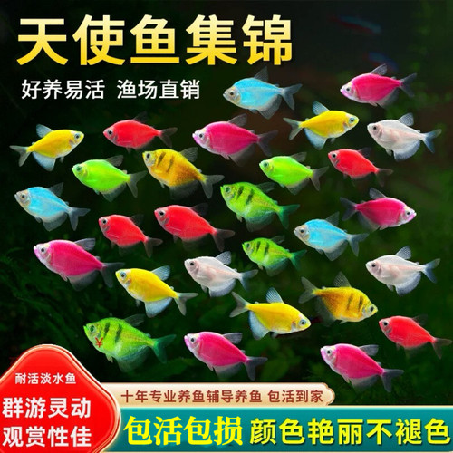 七彩天使鱼观赏鱼热带淡水鱼群游糖果鱼好养耐活自来水新手小型鱼