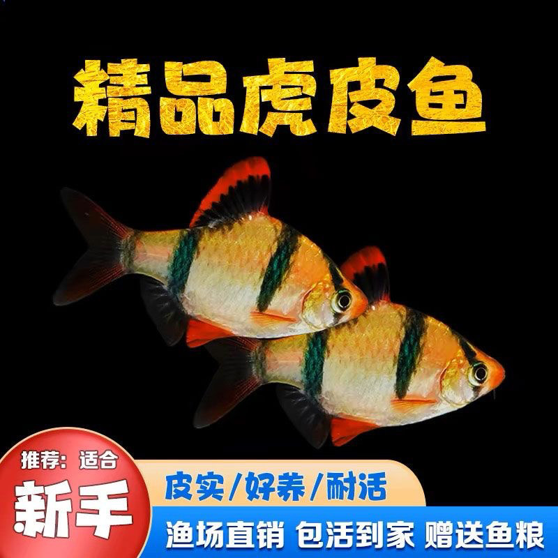 虎皮鱼绿虎皮淡水造景活体鱼热带鱼四间鱼小型群游观赏鱼新手好养