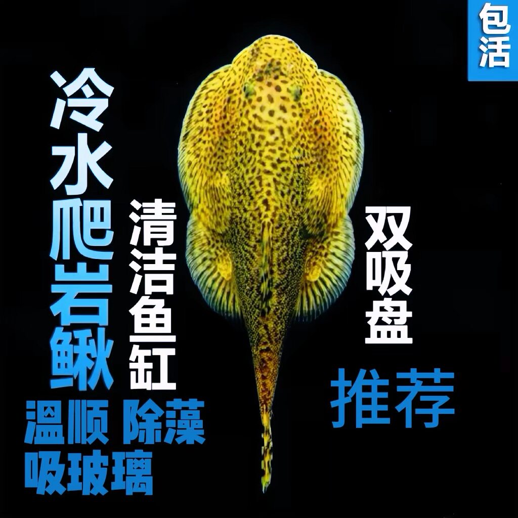 原生鱼吸鳅冷水清道夫贵州爬岩鳅除藻清理鱼缸残渣清洁鱼琵琶鱼