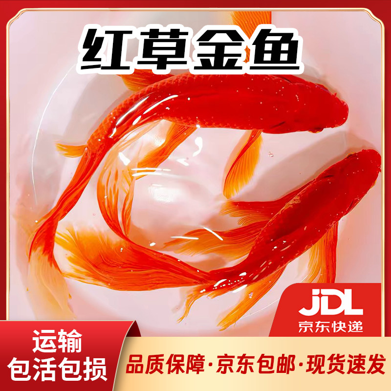 草金鱼活鱼锦鲤鱼苗观赏鱼淡水鱼冷水鱼小型耐活活体小金鱼红草金