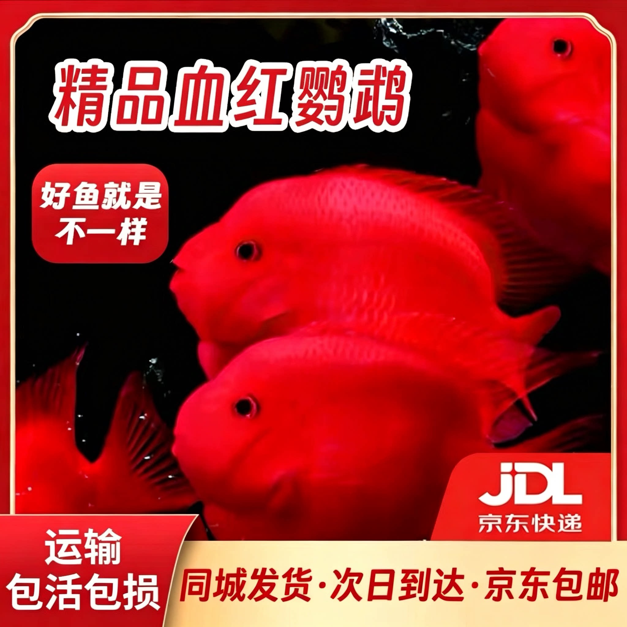 血红鹦鹉鱼观赏鱼耐活好养自来水发财鱼热带淡水鱼元宝鱼苗活体鱼