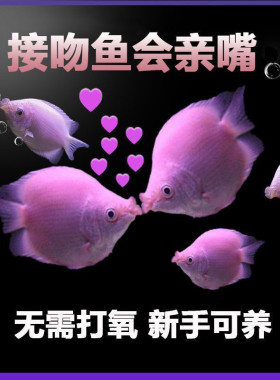 好养耐活小型接吻鱼观赏鱼
