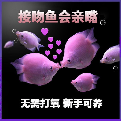 好养耐活小型接吻鱼观赏鱼