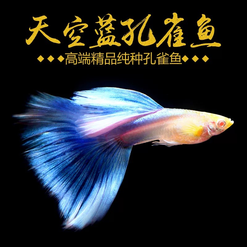 【纯种天空蓝孔雀鱼】淡水胎生鱼活体好养耐活冷水小型热带观赏鱼